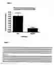 Fig. 08 - AQP5 Polymorphism