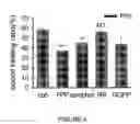 Fig. 06 - Compound containing farnesyl diphosphate for modulating TRPV3 function and use thereof