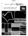 Fig. 02 - PHOTORECEPTOR PRECURSOR CELLS