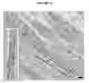 Fig. 45 - PHOTORECEPTOR PRECURSOR CELLS