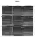 Fig. 49 - PHOTORECEPTOR PRECURSOR CELLS