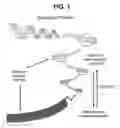 Fig. 02 - CHROMATIN STRUCTURE DETECTION