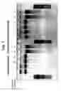 Fig. 08 - CHROMATIN STRUCTURE DETECTION