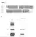 Fig. 04 - Disheveled PDZ modulators