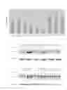 Fig. 06 - Disheveled PDZ modulators