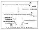 Fig. 01 - Hydrocarbon-forming oxidative decarbonylase enzyme, hydrocarbons produced thereby, and method of use
