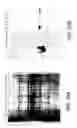 Fig. 49 - Methods and products related to the improved analysis of carbohydrates