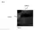 Fig. 04 - Encapsulation of cells in biologic compatible scaffolds by coacervation of charged polymers