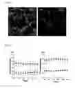Fig. 09 - Encapsulation of cells in biologic compatible scaffolds by coacervation of charged polymers