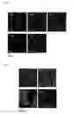 Fig. 12 - Encapsulation of cells in biologic compatible scaffolds by coacervation of charged polymers