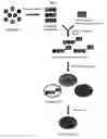 Fig. 02 - Preparation of an artificial transcription factor comprising zinc finger protein and transcription factor of prokaryote, and a use thereof