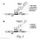 Fig. 04 - Sequence based engineering and optimization of single chain antibodies