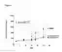 Fig. 02 - Sphingosine Kinase Inhibitors and Methods of Their Use