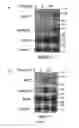 Fig. 08 - Compositions and Methods for the Treatment of Diseases Associated with Aberrant Cilia Assembly and Regulation