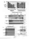 Fig. 11 - Compositions and Methods for the Treatment of Diseases Associated with Aberrant Cilia Assembly and Regulation