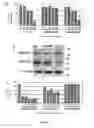 Fig. 19 - Compositions and Methods for the Treatment of Diseases Associated with Aberrant Cilia Assembly and Regulation