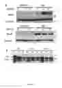 Fig. 20 - Compositions and Methods for the Treatment of Diseases Associated with Aberrant Cilia Assembly and Regulation