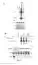Fig. 40 - Compositions and Methods for the Treatment of Diseases Associated with Aberrant Cilia Assembly and Regulation