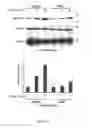 Fig. 42 - Compositions and Methods for the Treatment of Diseases Associated with Aberrant Cilia Assembly and Regulation