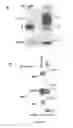 Fig. 43 - Compositions and Methods for the Treatment of Diseases Associated with Aberrant Cilia Assembly and Regulation