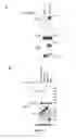 Fig. 44 - Compositions and Methods for the Treatment of Diseases Associated with Aberrant Cilia Assembly and Regulation