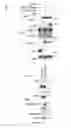 Fig. 45 - Compositions and Methods for the Treatment of Diseases Associated with Aberrant Cilia Assembly and Regulation