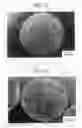 Fig. 02 - POLYSTYRENE-MALEIC ANHYDRIDE/MAGNESIUM HYDROXIDE COMPOSITE PARTICLES AND METHODS FOR PREPARING THE SAME