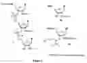 Fig. 02 - Synthesis of selenium-derivatized nucleosides, nucleotides, phosphoramidites, triphosphates and nucleic acids