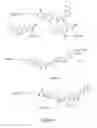 Fig. 02 - Negatively charged minor groove binders