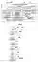 Fig. 06 - PORTABLE ELECTRONIC DEVICE WITH SPLIT VISION CONTENT SHARING CONTROL AND METHOD