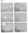 Fig. 07 - Detection of cellular stress