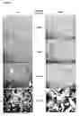Fig. 09 - Detection of cellular stress