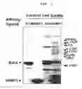 Fig. 02 - METHOD FOR SCREENING IMMUNE MODULATOR