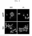 Fig. 07 - METHOD FOR SCREENING IMMUNE MODULATOR