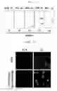 Fig. 09 - METHOD FOR SCREENING IMMUNE MODULATOR