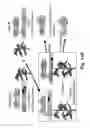 Fig. 22 - Transgenic plants with controlled distribution of a trait to progeny