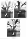 Fig. 09 - Methods of producing haploid and doubled haploid oil palms