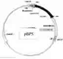 Fig. 01 - HYBRID PEPTIDES HAVING ANTIMICROBIAL ACTIVITY AND METHODS OF MAKING AND USING HYBRID PEPTIDES