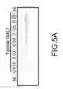 Fig. 06 - Method of Fabricating Bioinsecticide Obtained from Mammalian Galectin