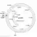 Fig. 01 - Nucleic acids encoding anthelmintic agents and plants made therefrom