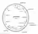 Fig. 01 - DNA molecules from maize and methods of use thereof