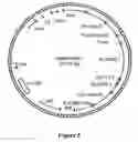 Fig. 06 - DNA molecules from maize and methods of use thereof