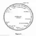 Fig. 07 - DNA molecules from maize and methods of use thereof