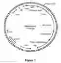 Fig. 08 - DNA molecules from maize and methods of use thereof