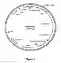 Fig. 09 - DNA molecules from maize and methods of use thereof