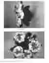 Fig. 02 - Hydrangea Plant named  