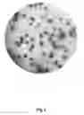 Fig. 08 - Method for identifying allergenic proteins and peptides