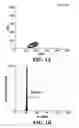 Fig. 02 - T cell activation