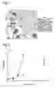 Fig. 02 - Complement inhibition for improved nerve regeneration