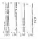 Fig. 08 - HUMAN VASCULAR ENDOTHELIAL GROWTH FACTOR 2